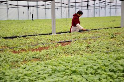 【鄉(xiāng)村振興】江蘇射陽(yáng)鳳凰現(xiàn)代農(nóng)業(yè)園:綠色田園舞翩躚