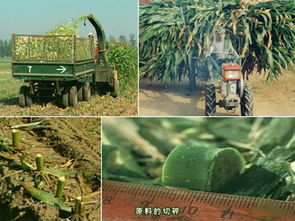 安徽青儲黑白膜 品質卓越的青儲 黑白膜市場價格情況