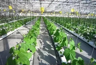 農(nóng)業(yè)科技這樣助力鄉(xiāng)村振興