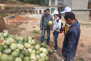 我校研究生社會服務團赴南華縣開展農(nóng)業(yè)科技服務活動