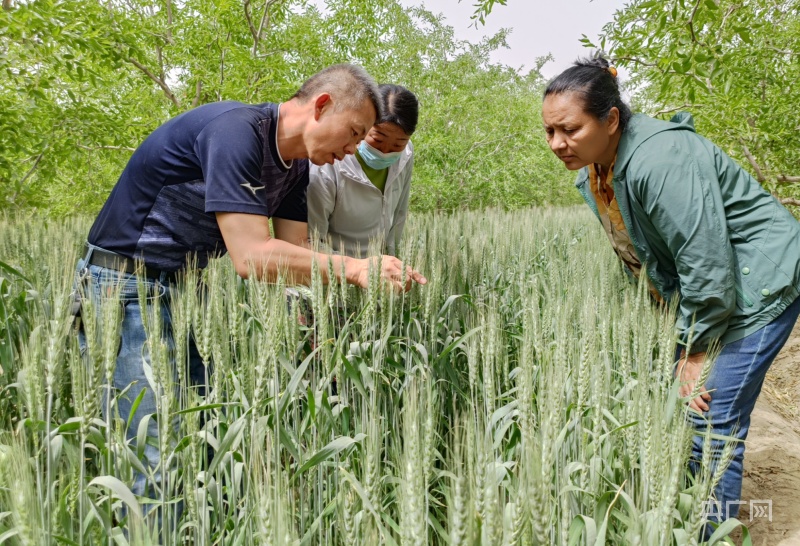 若羌:科技服務團下鄉開出小麥增產&ldquo;良方&rdquo;