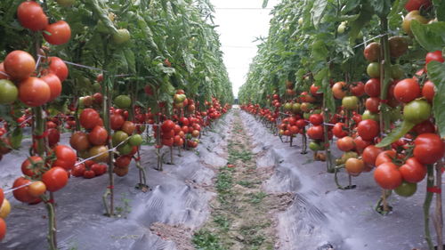 省級榮譽 上新 溫州又多了2個 品字標