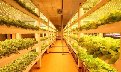 現(xiàn)代農(nóng)業(yè)科技無(wú)土栽培模式有哪些?基質(zhì)無(wú)土栽培、工廠化葉菜水培.