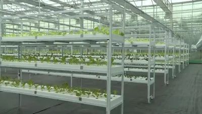 全省綠色蔬菜產業高質量發展現場推進會在響水召開!附評論.