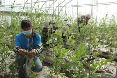 宣化鎮:科技田里&ldquo;姊妹花&rdquo;