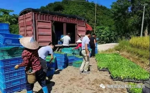 如何做好瓜菜產(chǎn)業(yè)服務(wù) 怎樣提升瓜菜產(chǎn)品質(zhì)量 三亞南繁農(nóng)業(yè)科技110專家送扶貧致富種子來了