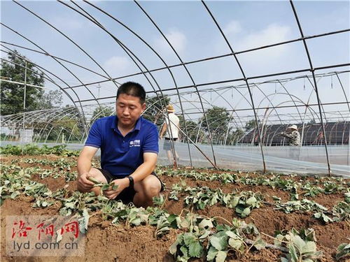 新農(nóng)人成了領(lǐng)路人——洛陽(yáng)孟津小伙創(chuàng)辦農(nóng)業(yè)科技服務(wù)公司