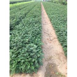 乾納瑞農(nóng)業(yè)科技 貴州花椒樹(shù)苗預(yù)售與優(yōu)質(zhì)服務(wù)